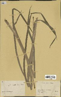 spécimen de Typha australis