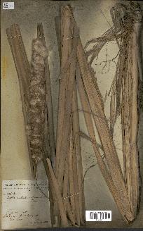 spécimen de Typha australis