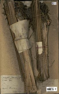 spécimen de Typha australis