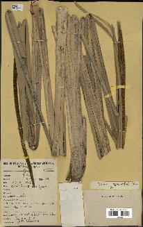 spécimen de Typha australis