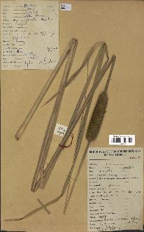 spécimen de Typha australis