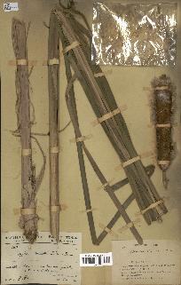 spécimen de Typha australis