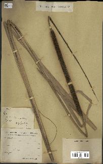 spécimen de Typha australis