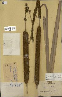 spécimen de Typha australis
