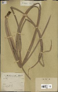 spécimen de Typha australis
