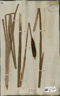 spécimen de Typha latifolia