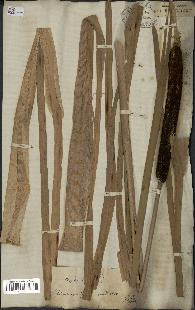 spécimen de Typha latifolia