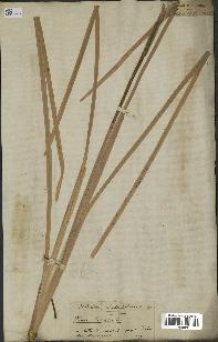 spécimen de Typha latifolia