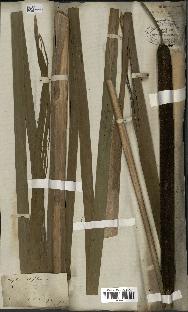spécimen de Typha latifolia