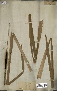 spécimen de Typha latifolia