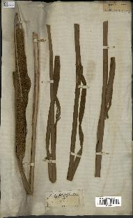 spécimen de Typha latifolia