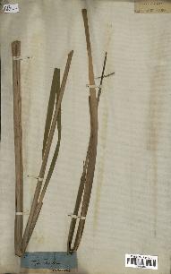 spécimen de Typha latifolia