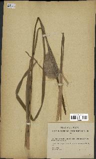 spécimen de Typha latifolia