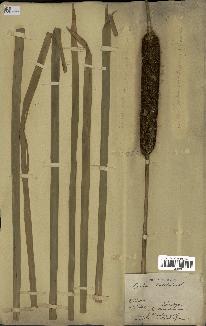 spécimen de Typha latifolia