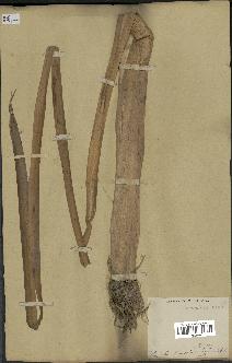 spécimen de Typha latifolia