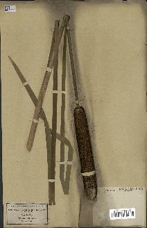 spécimen de Typha latifolia
