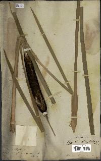spécimen de Typha latifolia
