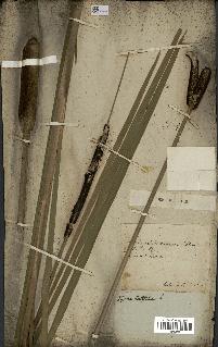 spécimen de Typha latifolia