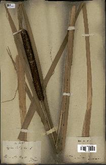 spécimen de Typha latifolia