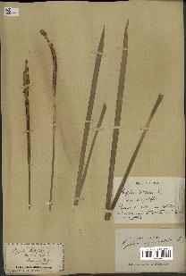 spécimen de Typha latifolia