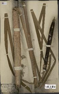 spécimen de Typha latifolia