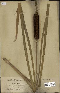 spécimen de Typha latifolia