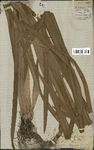 spécimen de Typha glauca