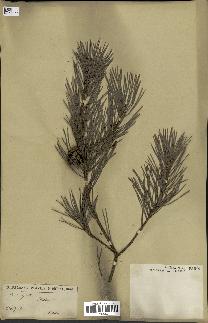 spécimen de Pinus sylvestris
