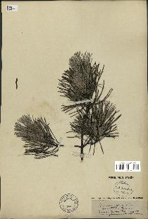 spécimen de Pinus sylvestris