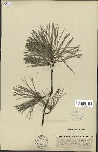 spécimen de Pinus sylvestris