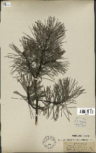 spécimen de Pinus sylvestris