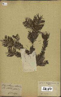 spécimen de Abies sibirica