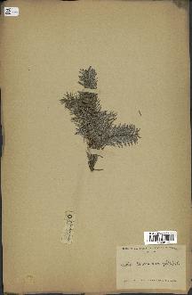 spécimen de Abies faxoniana