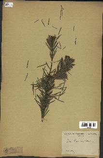 spécimen de Abies faxoniana