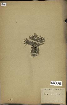 spécimen de Abies holophylla