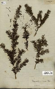 spécimen de Taxus canadensis