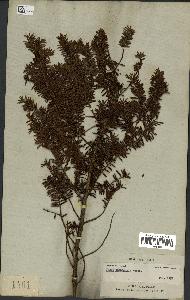 spécimen de Taxus canadensis