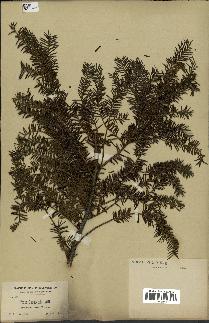 spécimen de Taxus canadensis