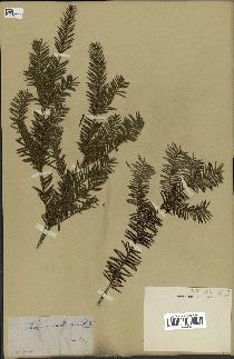 spécimen de Taxus canadensis