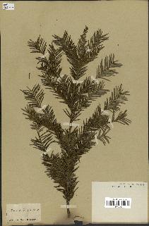 spécimen de Taxus canadensis