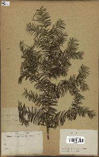 spécimen de Taxus canadensis