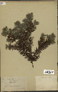 spécimen de Taxus canadensis