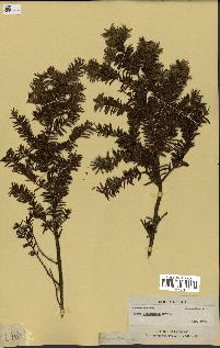 spécimen de Taxus canadensis