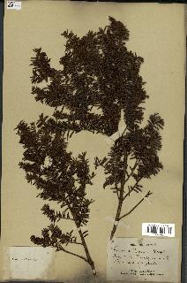 spécimen de Taxus canadensis