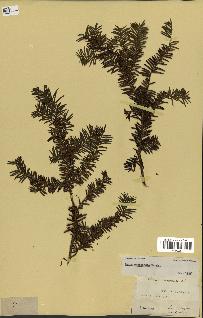 spécimen de Taxus canadensis