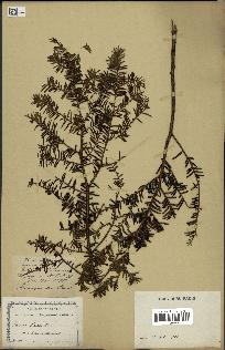 spécimen de Taxus baccata