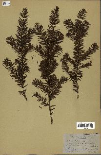 spécimen de Taxus baccata