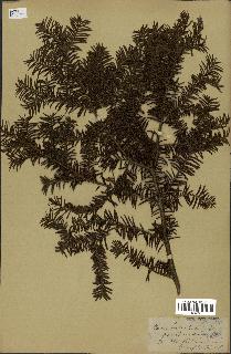 spécimen de Taxus baccata