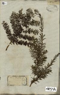 spécimen de Taxus baccata