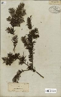 spécimen de Taxus baccata